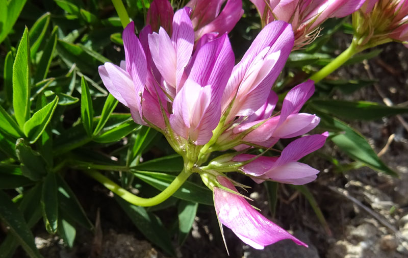 Trifolium alpinum - Fabaceae